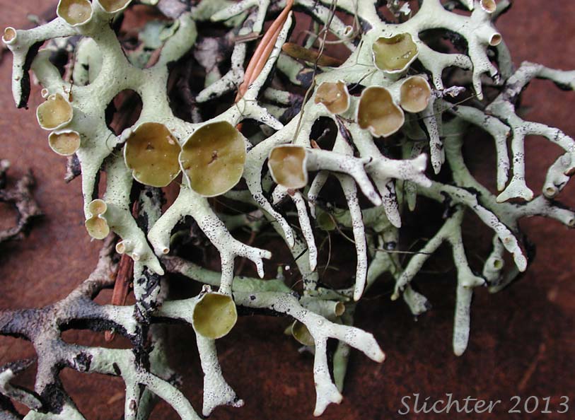 Unidentified Columbia River Gorge Lichen #10