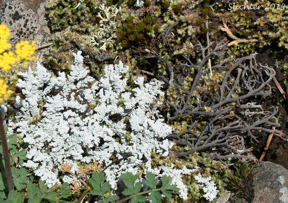 Stereocaulon tomentosum ?