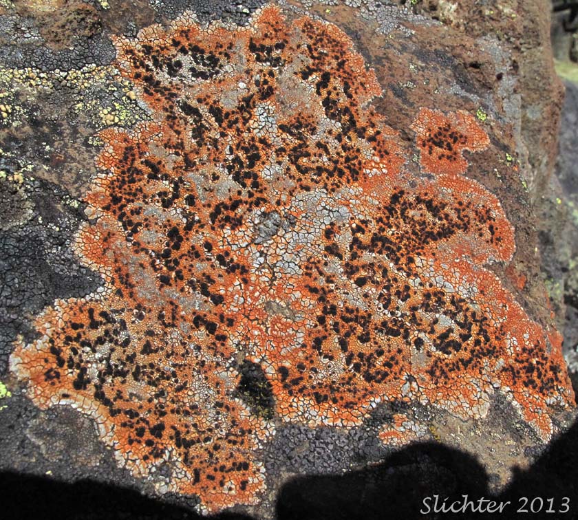 Unidentified Columbia River Gorge Lichen #4