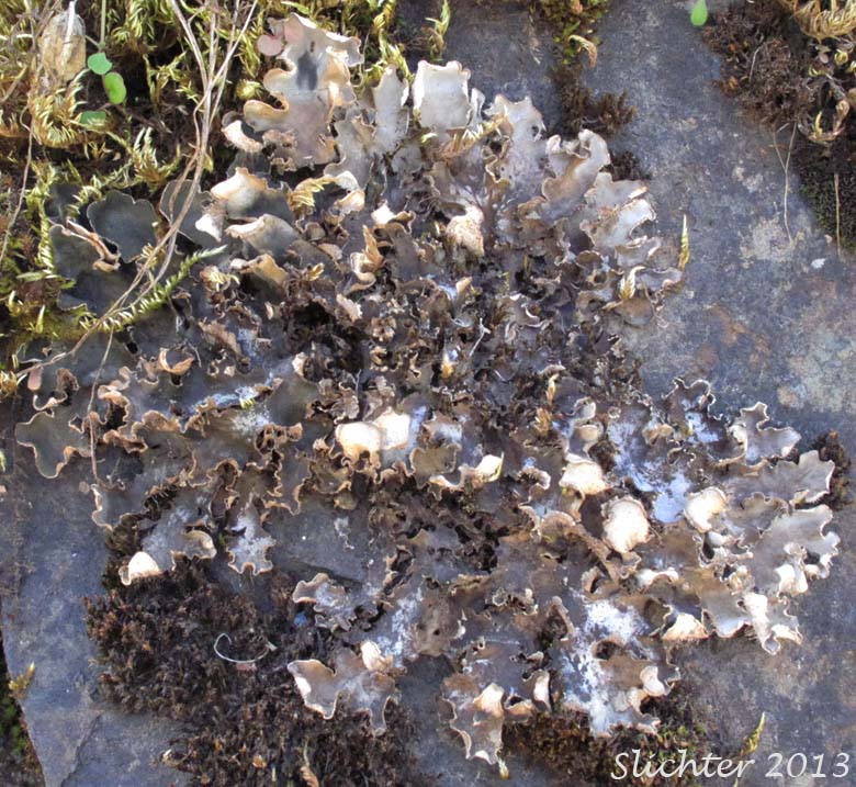 Unidentified Columbia River Gorge Lichen #5