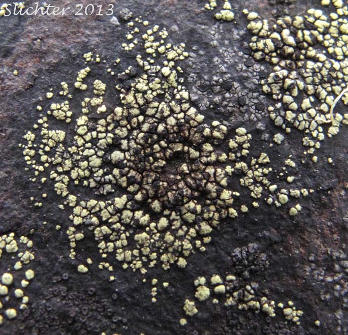 Unidentified Columbia River Gorge Lichen #6