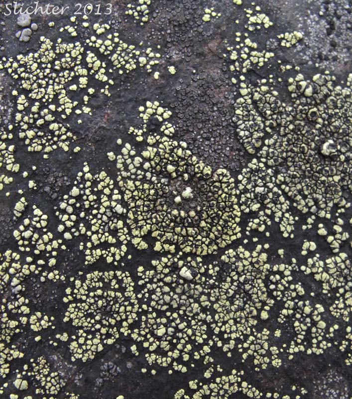 Unidentified Columbia River Gorge Lichen #6