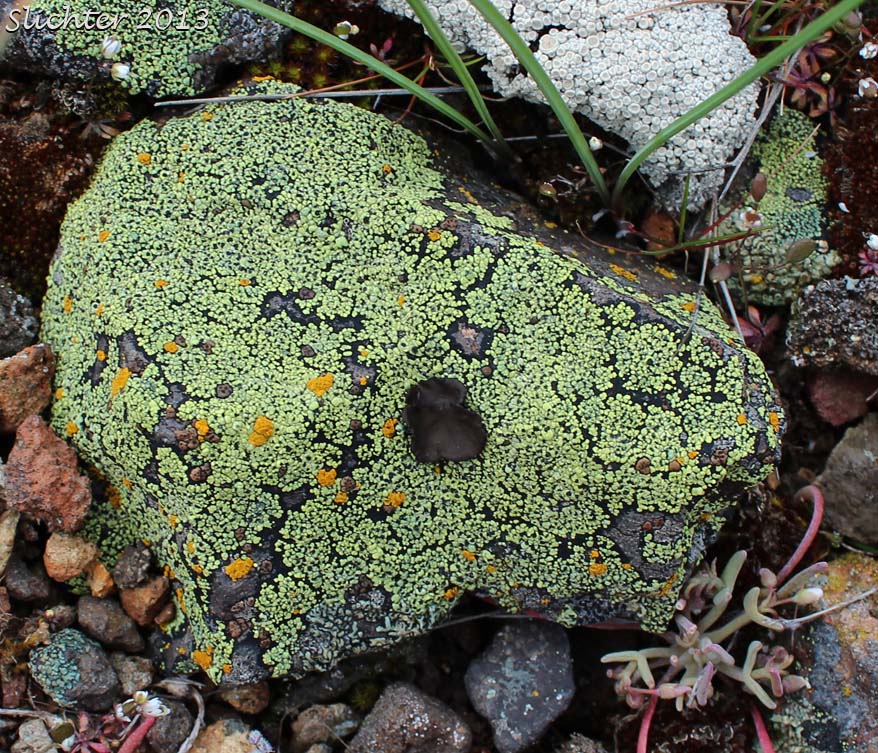 Unidentified Columbia River Gorge Lichen #8