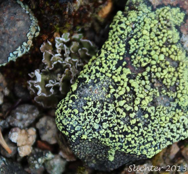 Unidentified Columbia River Gorge Lichen #8
