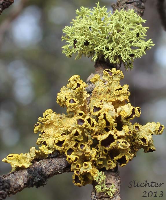 Brown-eyed Sunshine Lichen: Vulpicida canadensis (Synonyms: Cetraria candensis, Cetraria juniperina, Tuckermannopsis canadensis, Tuckermannopsis juniperina) (Parmeliaceae) with