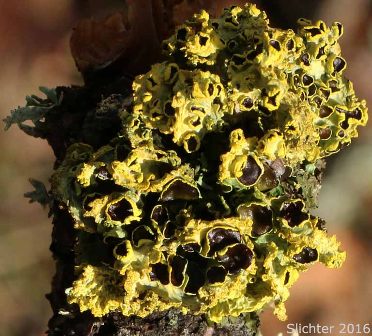 Brown-eyed Sunshine Lichen: Vulpicida canadensis (Synonyms: Cetraria candensis, Cetraria juniperina, Tuckermannopsis canadensis, Tuckermannopsis juniperina) (Parmeliaceae)