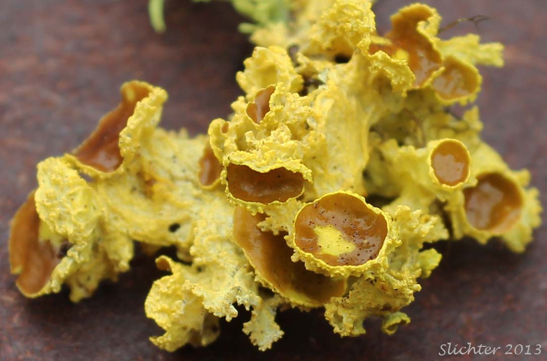 Brown-eyed Sunshine Lichen: Vulpicida canadensis (Synonyms: Cetraria candensis, Cetraria juniperina, Tuckermannopsis canadensis, Tuckermannopsis juniperina) (Parmeliaceae)