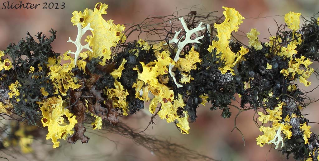 Brown-eyed Sunshine Lichen: Vulpicida canadensis (Synonyms: Cetraria candensis, Cetraria juniperina, Tuckermannopsis canadensis, Tuckermannopsis juniperina) (Parmeliaceae)