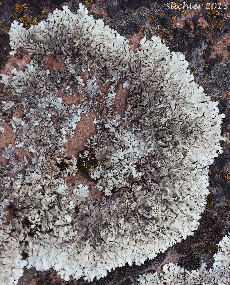 Unidentified Xanthoparmelia lichen.