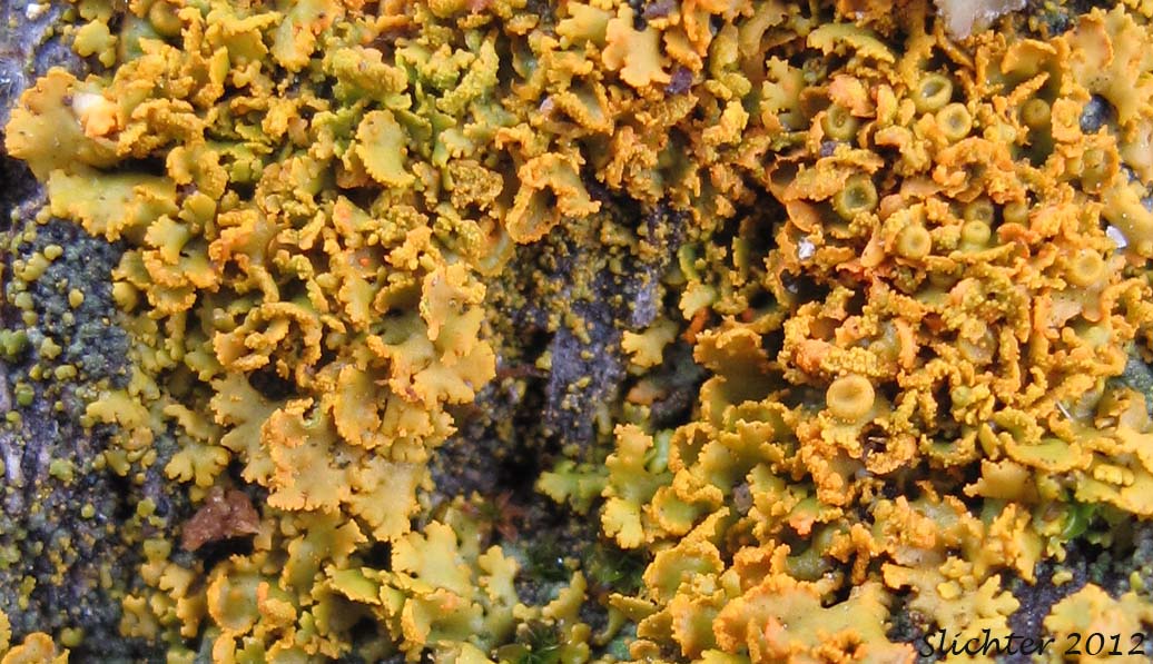 Orange Wall Lichen: Xanthoria polycarpa (Synonym: Teloschistes polycarpus) on Quercus garryana