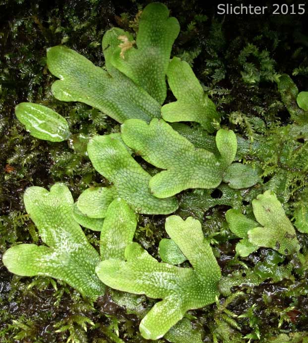 Scented Liverwort: Conocephalum conicum