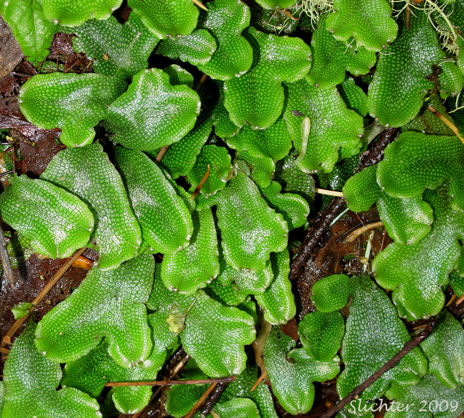 Scented Liverwort: Conocephalum conicum