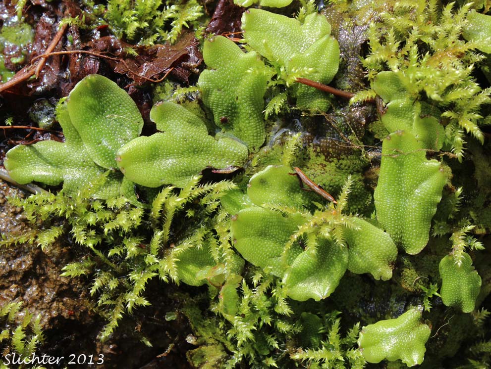 Scented Liverwort: Conocephalum conicum