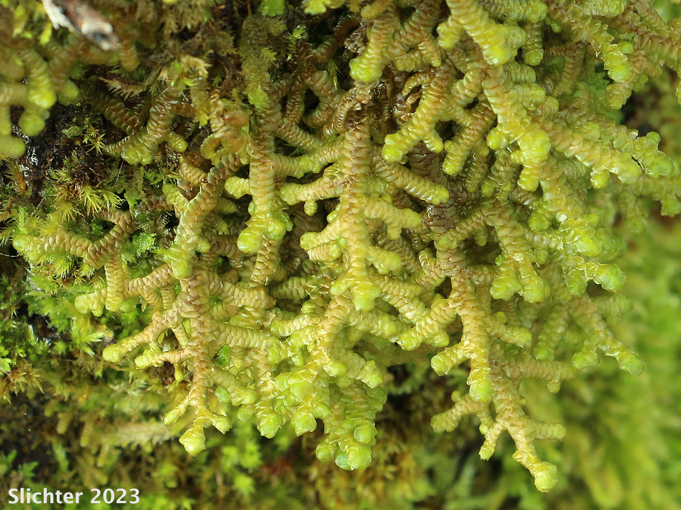 Tree-ruffle Liverwort: Porella navicularis
