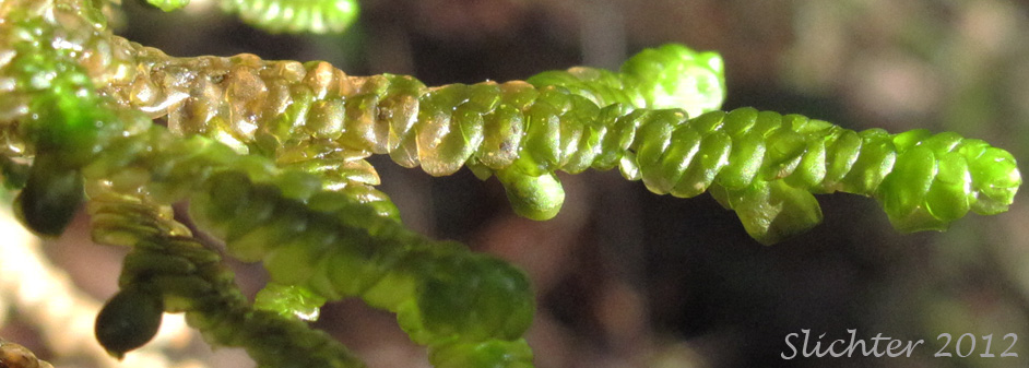 Close-up sideview of Tree-ruffle Liverwort: Porella navicularis