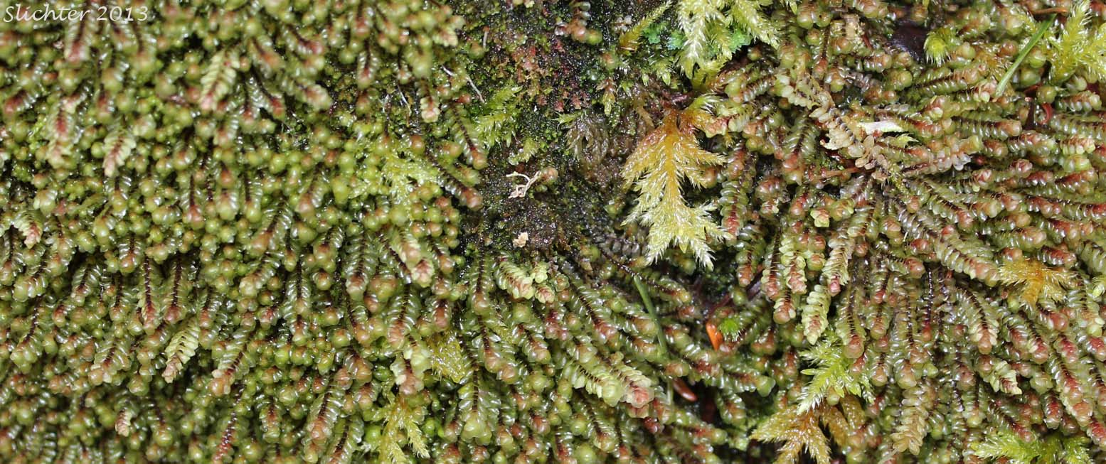Unidentified Gorge Liverwort #1