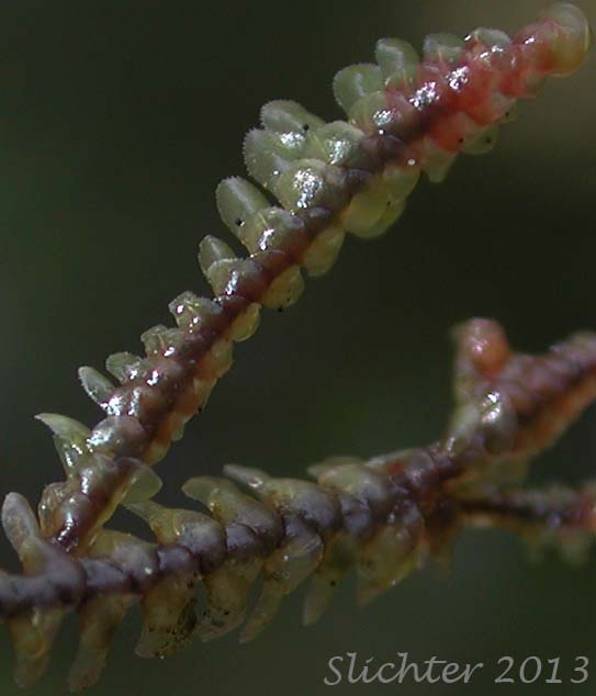 Unidentified Gorge Liverwort #1
