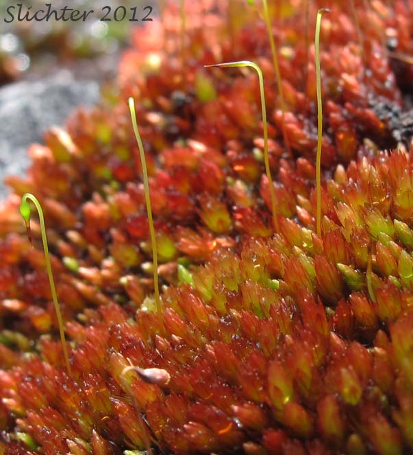 Glossy Red Bryum Moss: Bryum miniatum