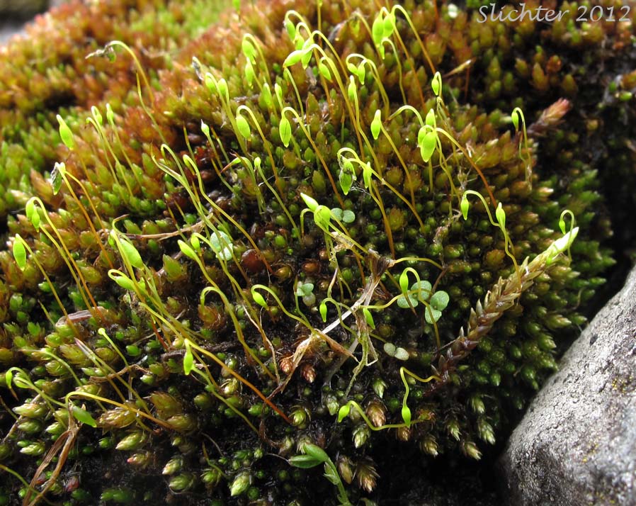 Glossy Red Bryum Moss: Bryum miniatum