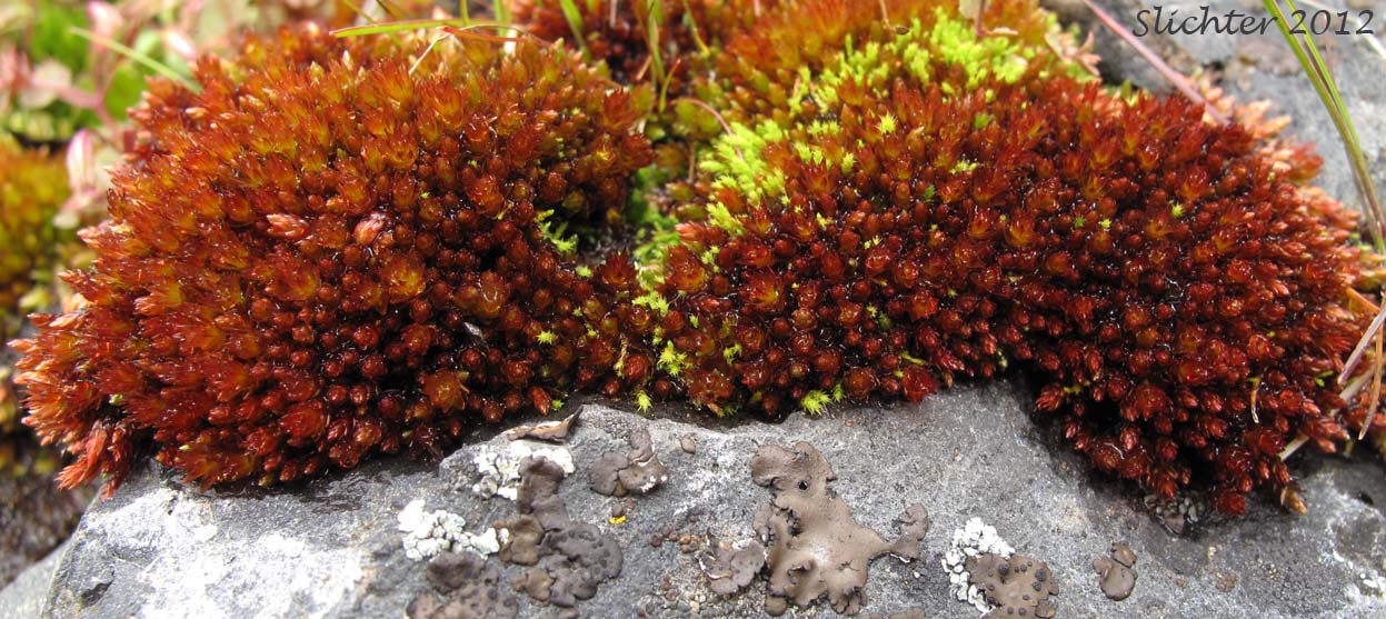 Glossy Red Bryum Moss: Bryum miniatum