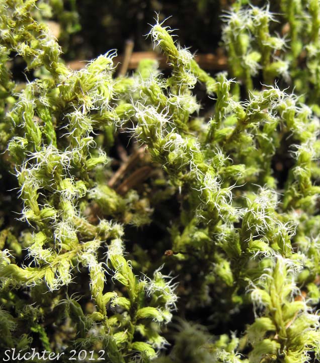 Elongate Racomitrium Moss: Racomitrium elongatum