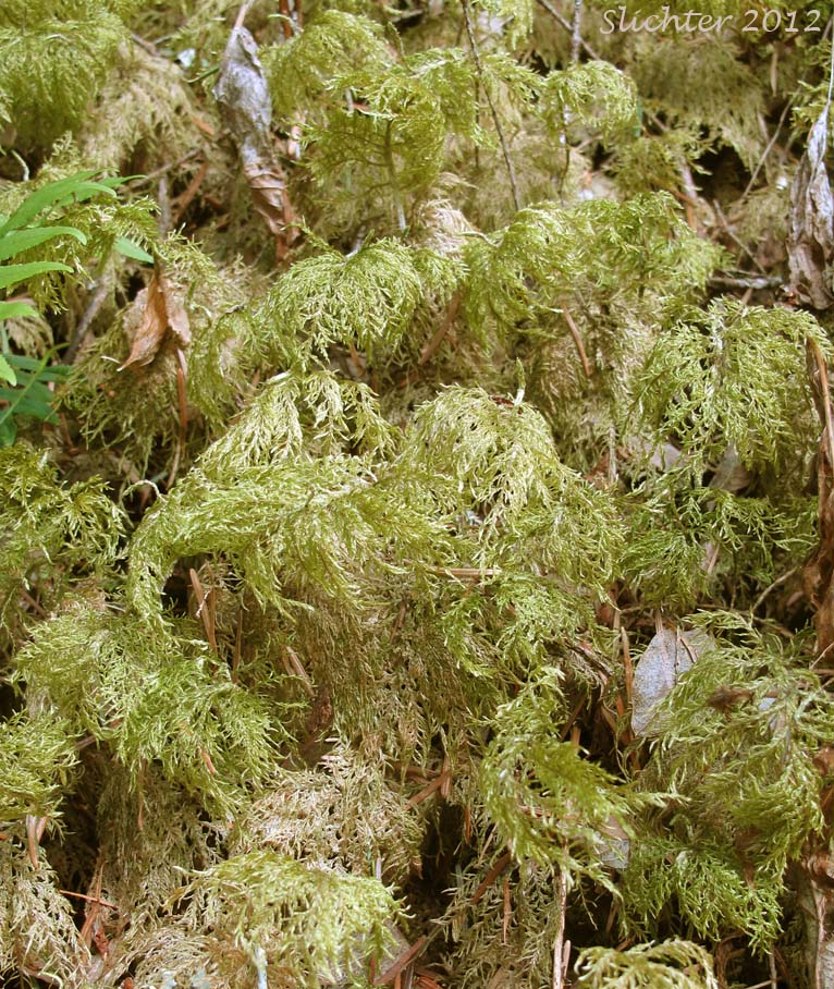 Splendid Feather Moss, Step Moss: Hylocomium splendens (Synonyms: Hylocomium alaskanum, Hylocomium giganteum, Hylocomium proliferum, Hylocomium splendens var. alaskanum, Hylocomium splendens var. gracilius, Hylocomium splendens var. obtusifolium) 