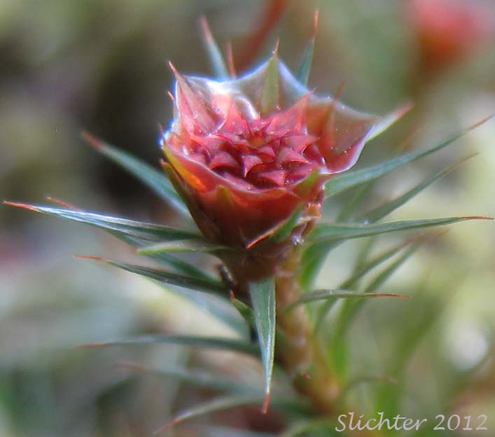 Archaegonia of Juniper Moss, Juniper Polytrichum Moss: Polytrichum juniperinum (Synonyms: Polytrichum apiculatum, Polytrichum juniperinum var. waghornei)