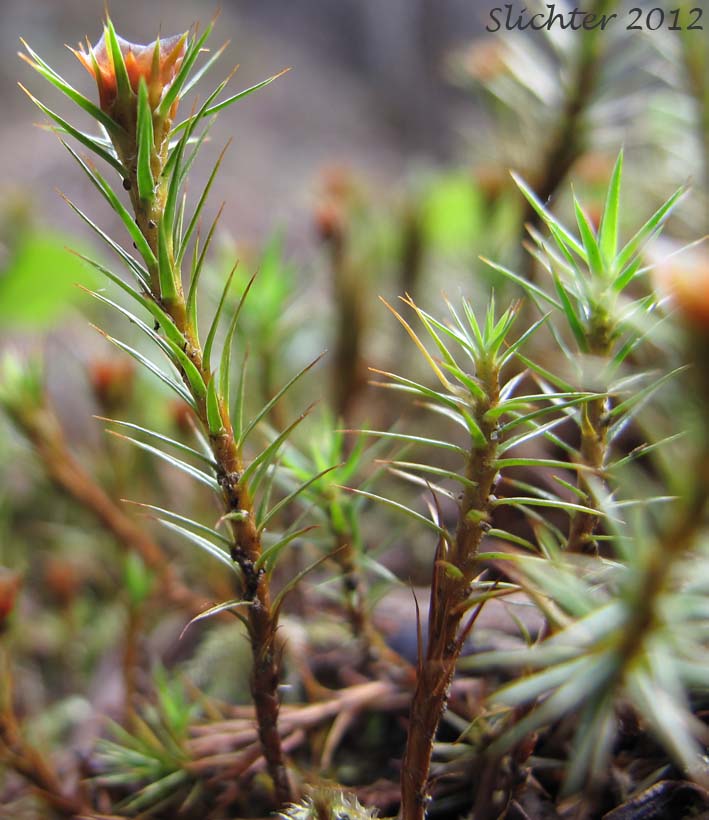 Male gametophyte plants of Juniper Moss, Juniper Polytrichum Moss: Polytrichum juniperinum (Synonyms: Polytrichum apiculatum, Polytrichum juniperinum var. waghornei)