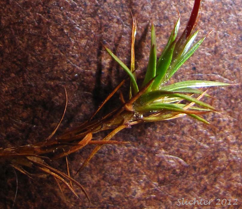 Stem leaves of a sporophyte plant of Juniper Moss, Juniper Polytrichum Moss: Polytrichum juniperinum (Synonyms: Polytrichum apiculatum, Polytrichum juniperinum var. waghornei)