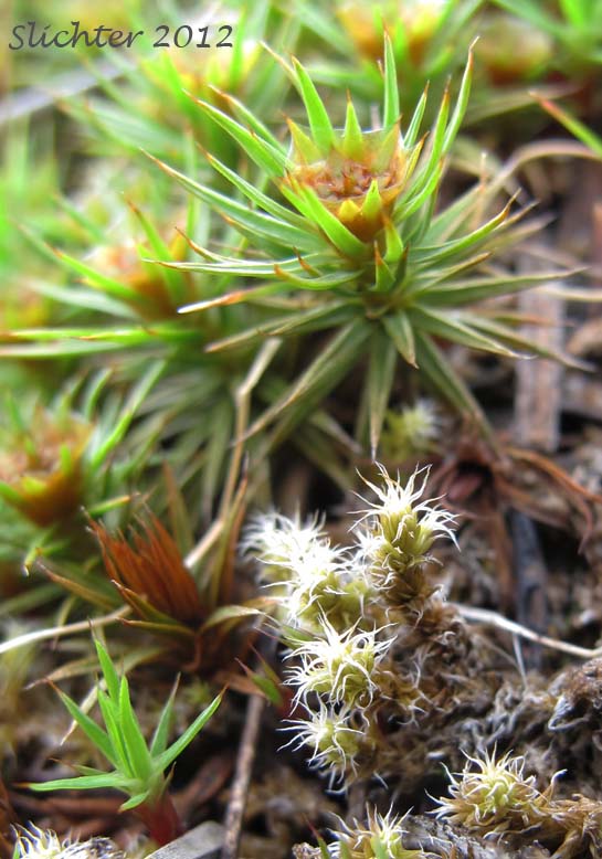 uniper Moss, Juniper Polytrichum Moss: Polytrichum juniperinum (Synonyms: Polytrichum apiculatum, Polytrichum juniperinum var. waghornei)