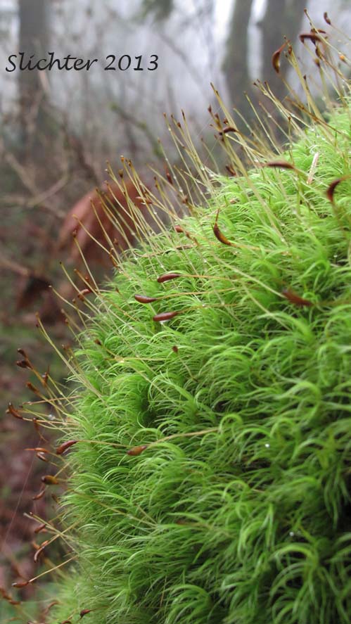 Unidentified Moss #10 (Columbia River Gorge