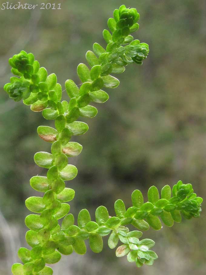 Douglas' Selaginella, Douglas' Spikemoss, Lesser Clubmoss: Selaginella douglasii (Synonym: Lycopodium douglasii)