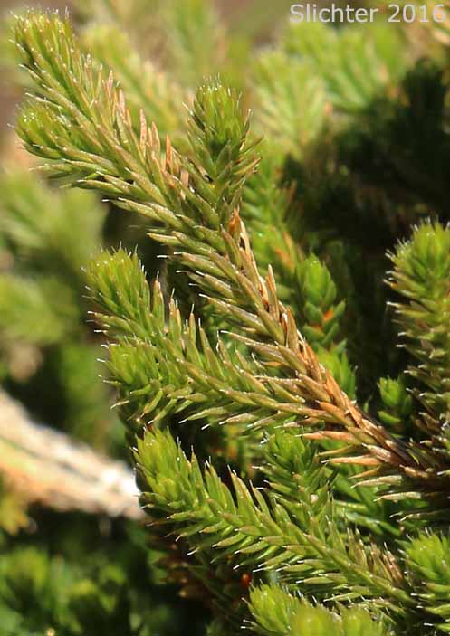 Wallace's Selaginella, Wallace's Spikemoss: Selaginella wallacei