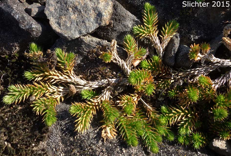Wallace's Selaginella, Wallace's Spikemoss: Selaginella wallacei