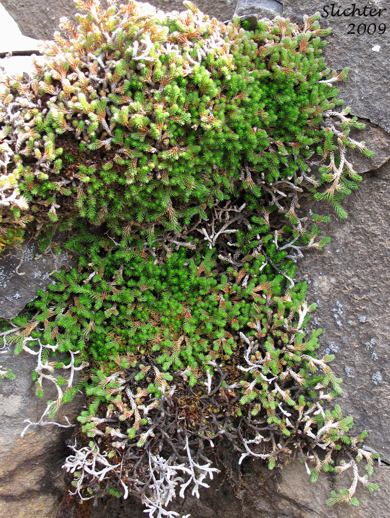Wallace's Selaginella, Wallace's Spikemoss: Selaginella wallacei