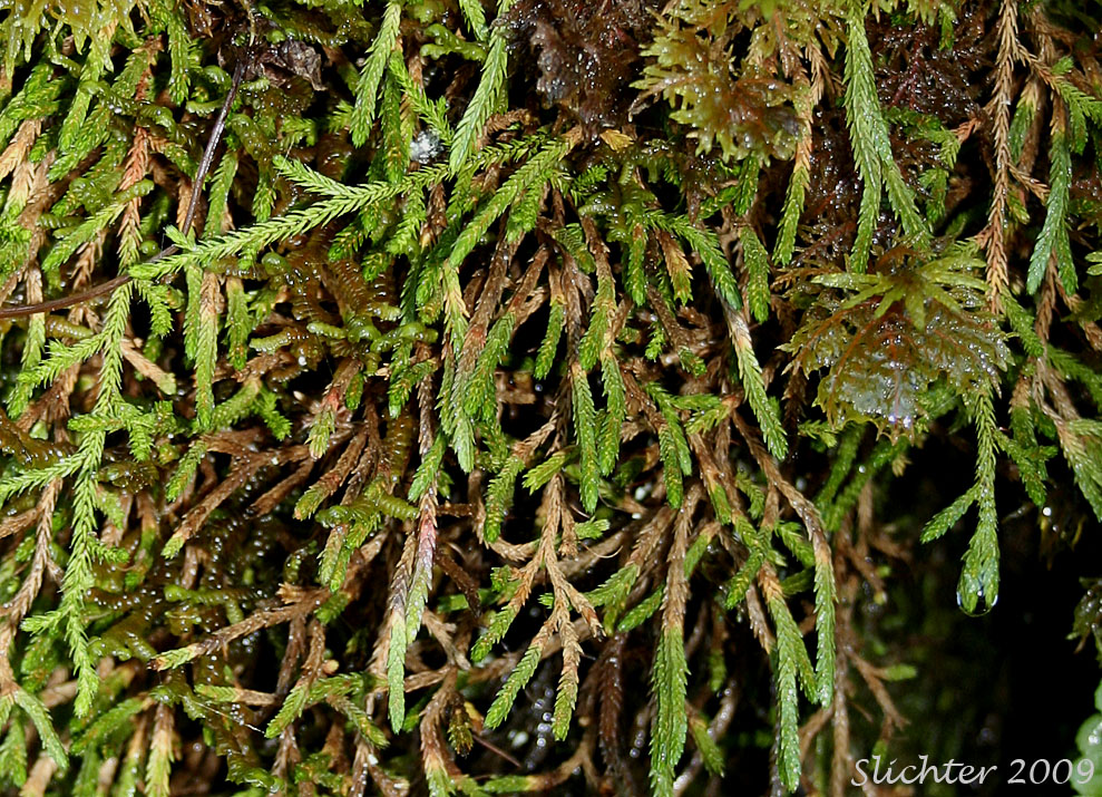 Wallace's Selaginella, Wallace's Spikemoss: Selaginella wallacei