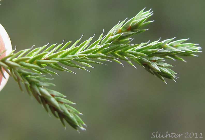 Wallace's Selaginella, Wallace's Spikemoss: Selaginella wallacei