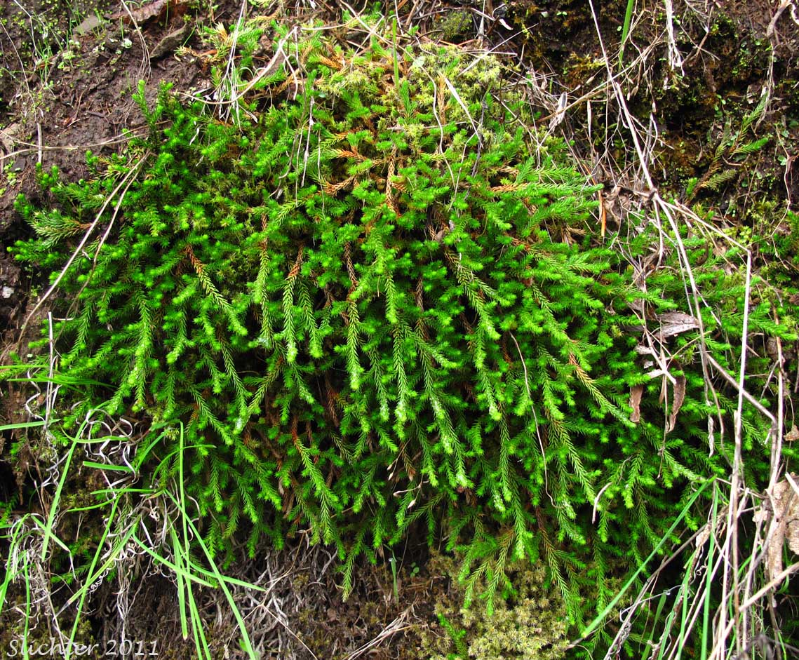 Wallace's Selaginella, Wallace's Spikemoss: Selaginella wallacei