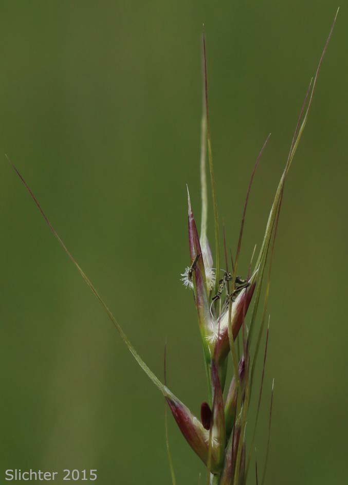 Lemmon's Needlegrass: Achnatherum lemmonii ssp. lemmonii (Synonyms: Achnatherum lemmoni var. lemmonii, Eriocoma lemmonii ssp. lemmonii, Stipa columbiana, Stipa columbiana var. columbiana, Stipa lemmonii var. jonesii, Stipa lemmonii var. lemmonii)