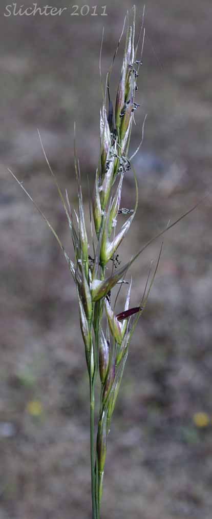 Inflorescence of Lemmon's Needlegrass: Achnatherum lemmonii ssp. lemmonii (Synonyms: Achnatherum lemmoni var. lemmonii, Stipa columbiana var. columbiana, Stipa lemmonii var. jonesii, Stipa lemmonii var. lemmonii)