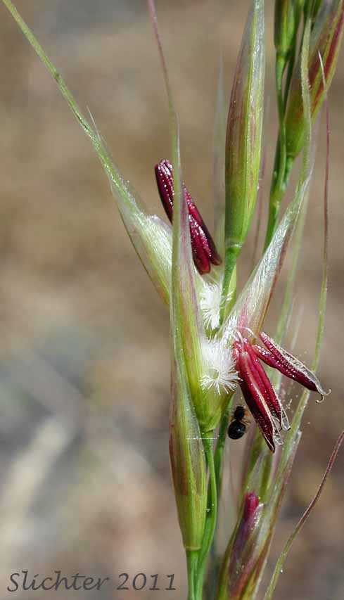 Lemmon's Needlegrass: Achnatherum lemmonii ssp. lemmonii (Synonyms: Achnatherum lemmoni var. lemmonii, Eriocoma lemmonii ssp. lemmonii, Stipa columbiana, Stipa columbiana var. columbiana, Stipa lemmonii var. jonesii, Stipa lemmonii var. lemmonii)