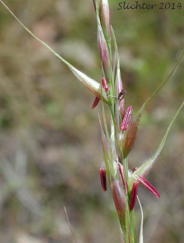Lemmon's Needlegrass: Achnatherum lemmonii ssp. lemmonii (Synonyms: Achnatherum lemmoni var. lemmonii, Eriocoma lemmonii ssp. lemmonii, Stipa columbiana, Stipa columbiana var. columbiana, Stipa lemmonii var. jonesii, Stipa lemmonii var. lemmonii)
