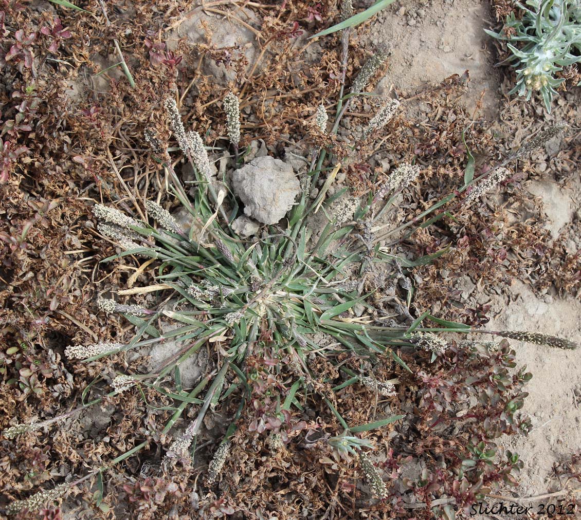 Meadow Foxtail, Shortawn Fescue, Shortawn Foxtail: Alopecurus aequalis var. aequalis (Synonyms: Alopecurus aequalis var. natans, Alopecurus aristulatus, Alopecurus geniculatus var. aristulatus, Alopecurus geniculatus var. fulvus)