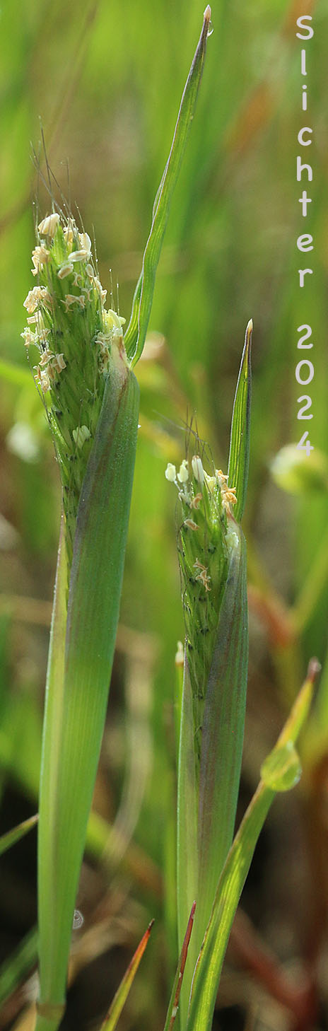 Annual Foxtail, Pacific Foxtail: Alopecurus saccatus (Synonyms: Alopecurus californicus, Alopecurus howellii)