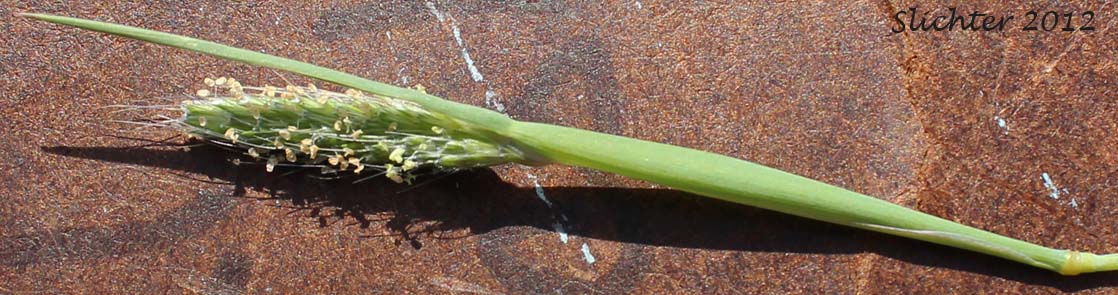 Annual Foxtail, Pacific Foxtail: Alopecurus saccatus (Synonyms: Alopecurus californicus, Alopecurus howellii)