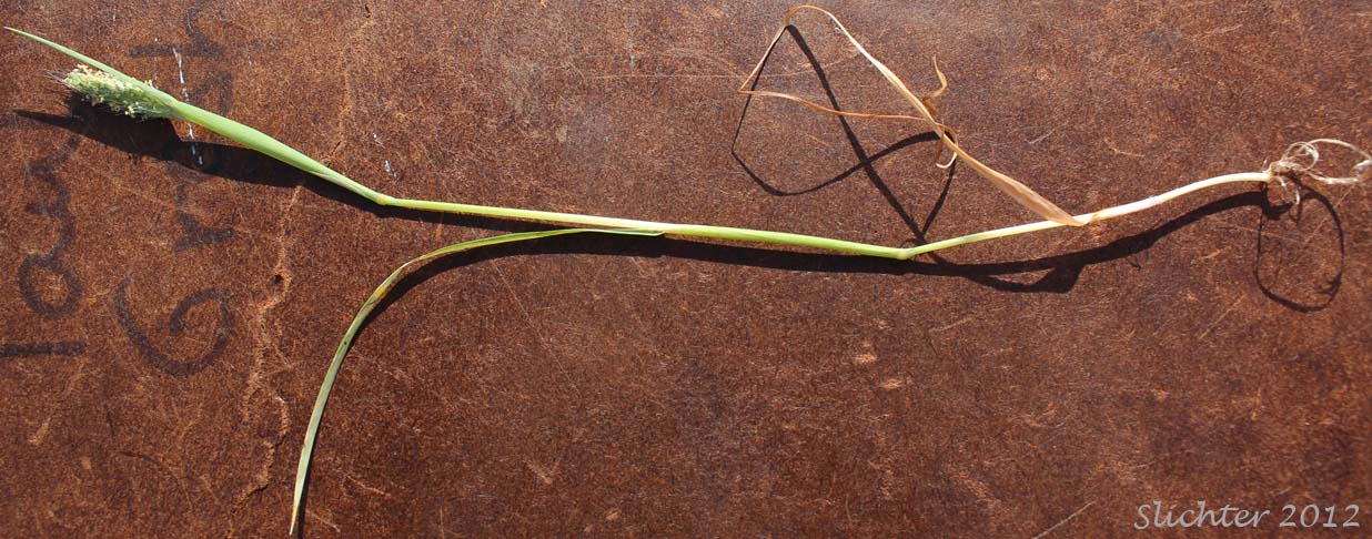 Annual Foxtail, Pacific Foxtail: Alopecurus saccatus (Synonyms: Alopecurus californicus, Alopecurus howellii)