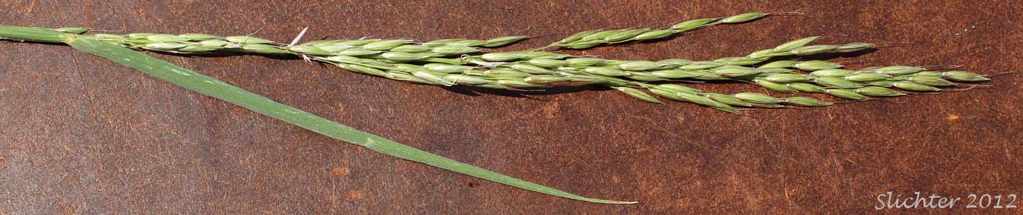 Close-up of the inflorescence of Tall Oatgrass: Arrhenatherum elatius ssp. elatius