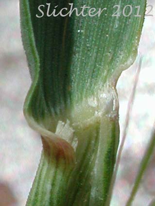 Ligule of Tall Oatgrass: Arrhenatherum elatius ssp. elatius