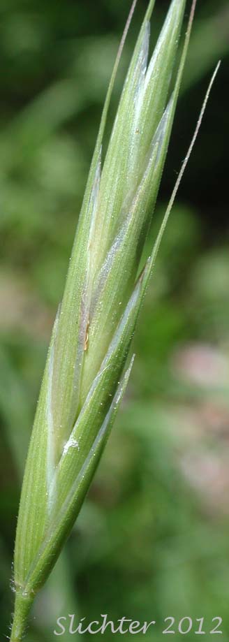 Close-up of a spikelet of California Brome: Bromus sitchensis var. carinatus (Synonyms: Bromus carinatus, Bromus carinatus var. californicus, Bromus carinatus var. carinatus, Bromus carinatus var. hookerianus, Ceratochloa carinata)