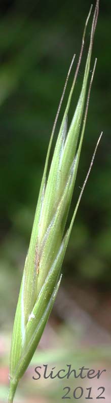 Close-up of a spikelet of California Brome: Bromus sitchensis var. carinatus (Synonyms: Bromus carinatus, Bromus carinatus var. californicus, Bromus carinatus var. carinatus, Bromus carinatus var. hookerianus, Ceratochloa carinata)